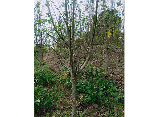 華仲8號3年苗（價格面議）